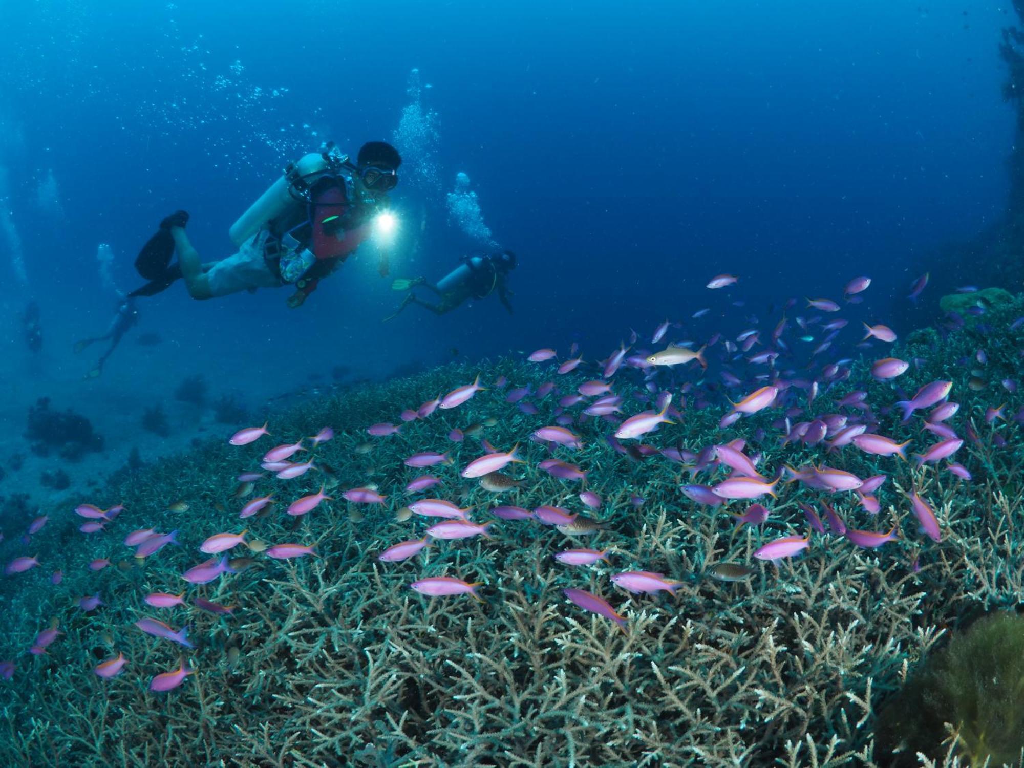 Liberty'S Lodge And Diving - Apo Island 두마구에테 외부 사진