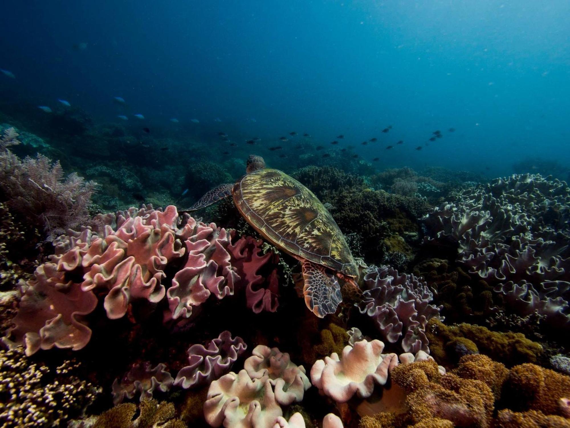 Liberty'S Lodge And Diving - Apo Island 두마구에테 외부 사진
