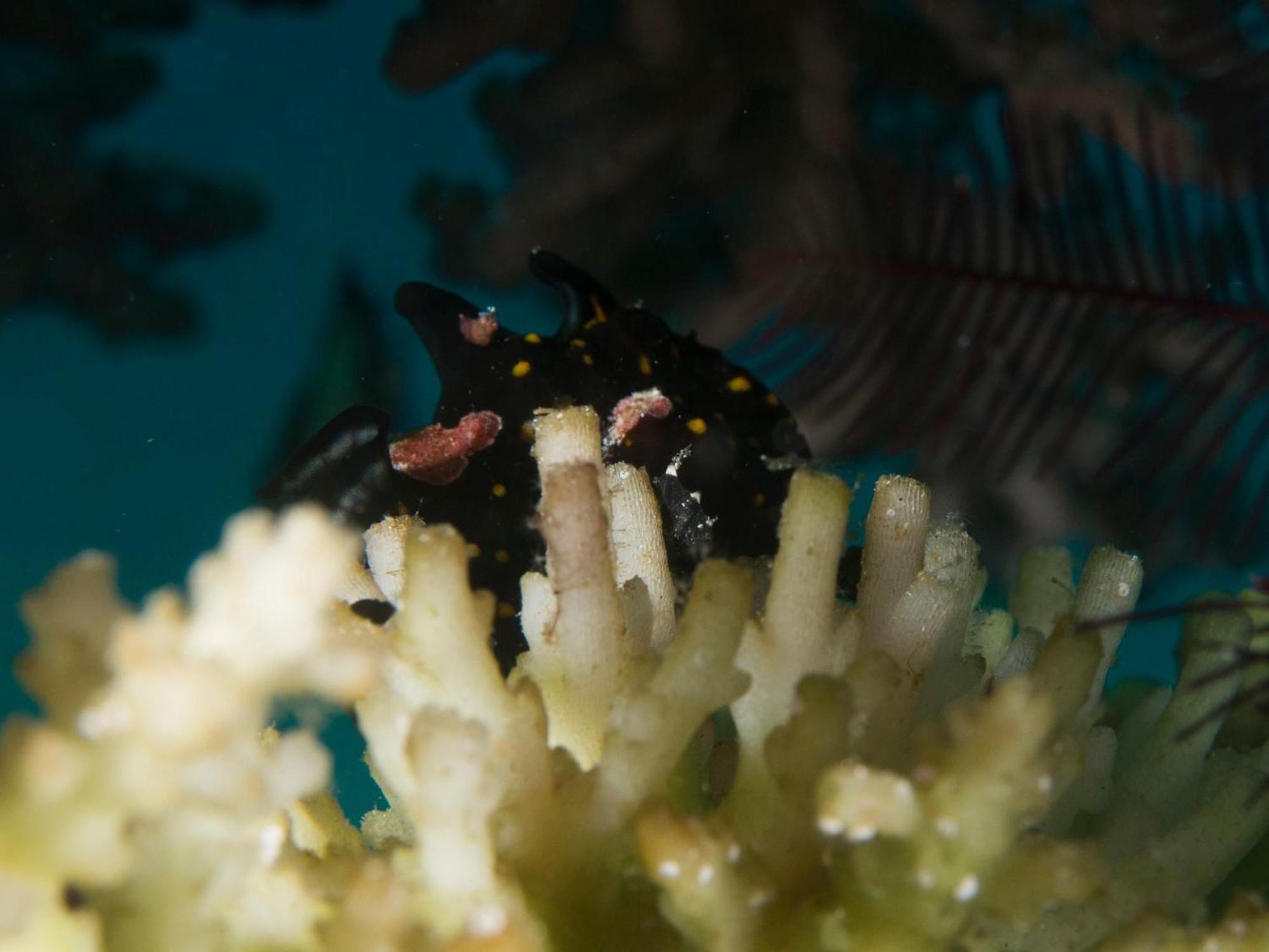 Liberty'S Lodge And Diving - Apo Island 두마구에테 외부 사진